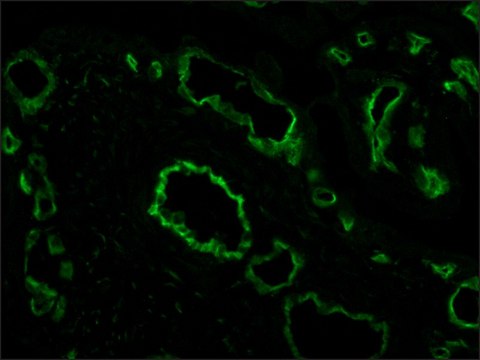 Anti-CD31(PECAM-1) antibody , Mouse monoclonal clone WM-59, purified from hybridoma cell culture