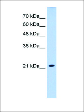 Anti-SLC25A14 antibody produced in rabbit IgG fraction of antiserum