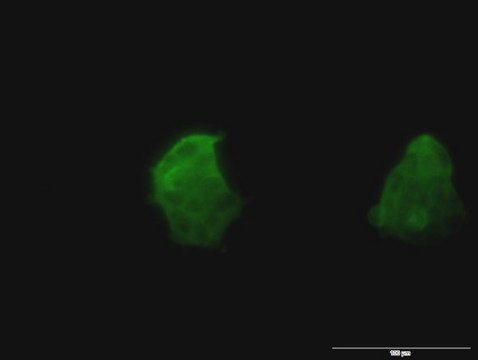 Monoclonal Anti-TSPAN8 antibody produced in mouse clone 1E5, purified immunoglobulin, buffered aqueous solution