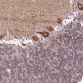 Anti-HS3ST5 antibody produced in rabbit Prestige Antibodies&#174; Powered by Atlas Antibodies, affinity isolated antibody