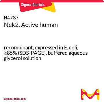 Nek2, Active human recombinant, expressed in E. coli, &#8805;85% (SDS-PAGE), buffered aqueous glycerol solution