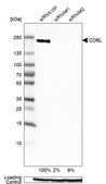 Anti-COBL antibody produced in rabbit Prestige Antibodies&#174; Powered by Atlas Antibodies, affinity isolated antibody, buffered aqueous glycerol solution, Ab2