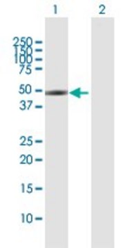 Anti-SLC16A1 antibody produced in rabbit purified immunoglobulin, buffered aqueous solution