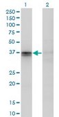 Monoclonal Anti-F11R antibody produced in mouse clone 2E3-1C8, purified immunoglobulin, buffered aqueous solution