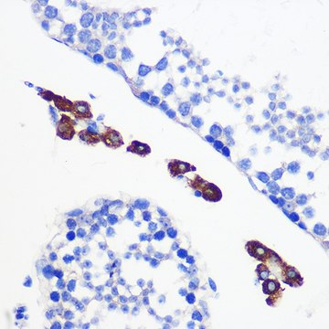 [KO Validated]Anti-Bax Antibody, clone 0Q4B3, Rabbit Monoclonal