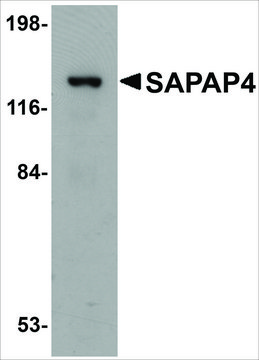 Anti-SAPAP4 antibody produced in rabbit affinity isolated antibody, buffered aqueous solution