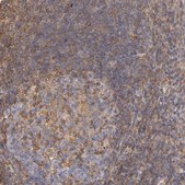 Anti-FCMR antibody produced in rabbit Prestige Antibodies&#174; Powered by Atlas Antibodies, affinity isolated antibody, buffered aqueous glycerol solution