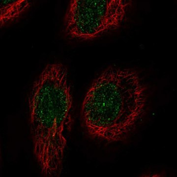 Anti-RELT antibody produced in rabbit Prestige Antibodies&#174; Powered by Atlas Antibodies, affinity isolated antibody