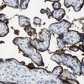 Anti-SDC1 antibody produced in rabbit Prestige Antibodies&#174; Powered by Atlas Antibodies, affinity isolated antibody, buffered aqueous glycerol solution