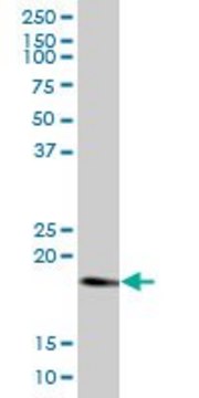 Anti-RHEB antibody produced in mouse purified immunoglobulin, buffered aqueous solution