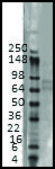 Monoclonal Anti-KCND3 antibody produced in mouse clone S75-41, 1&#160;mg/mL, purified immunoglobulin