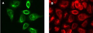 LentiBrite GFP-Vimentin Lentiviral Biosensor