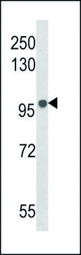 ANTI-BANK1 (CENTER) antibody produced in rabbit IgG fraction of antiserum, buffered aqueous solution