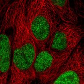 Anti-INTS8 antibody produced in rabbit Prestige Antibodies&#174; Powered by Atlas Antibodies, affinity isolated antibody, buffered aqueous glycerol solution
