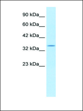 Anti-KCNAB2 (AB2) antibody produced in rabbit IgG fraction of antiserum