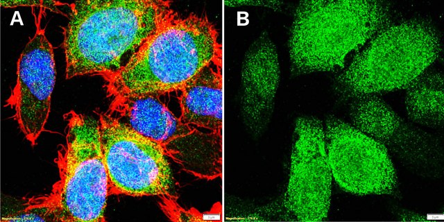 Anti-Cyclin B1 Antibody, clone V152, ZooMAb&#174; Mouse Monoclonal recombinant, expressed in HEK 293 cells