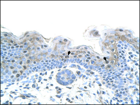 Anti-STRAP (AB1) antibody produced in rabbit affinity isolated antibody