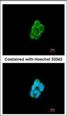 Anti-CMTM6 antibody produced in rabbit affinity isolated antibody, buffered aqueous solution