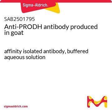 Anti-PRODH antibody produced in goat affinity isolated antibody, buffered aqueous solution