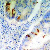 Anti-phospho-STAT5A/B (pSer725/730) antibody produced in rabbit affinity isolated antibody