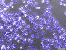 DAPI ready made solution For Nuclear counterstain in immunoflourecence microscopy, High Content Screening (HCS), Chromosome staining and flow cytometry (FACS)., 1&#160;mg/mL