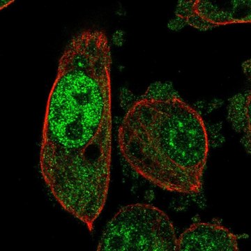 Anti-PSMB6 antibody produced in rabbit Prestige Antibodies&#174; Powered by Atlas Antibodies, affinity isolated antibody