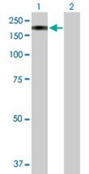 Anti-MAN2B2 antibody produced in mouse purified immunoglobulin, buffered aqueous solution