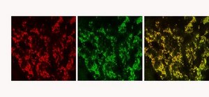 Anti-Vesicular Glutamate Transporter 2 Antibody clone 8G9.2, Chemicon&#174;, from mouse