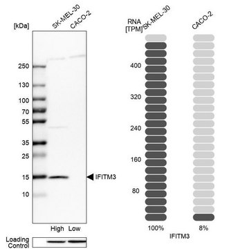 Anti-IFITM3 antibody produced in rabbit Prestige Antibodies&#174; Powered by Atlas Antibodies, affinity isolated antibody, buffered aqueous glycerol solution