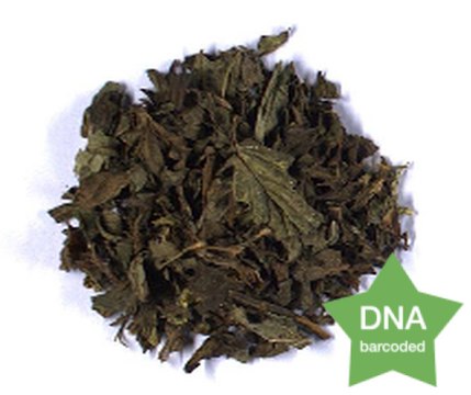 Mentha x piperita Leaf Botanical reference material