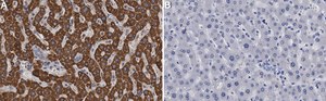 Anti-DUSP6 Antibody, clone 1H14 ZooMAb&#174; Rabbit Monoclonal recombinant, expressed in HEK 293 cells