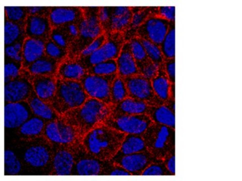 Anti-BCRP1 Antibody, clone 5D3 clone 5D3, Chemicon&#174;, from mouse