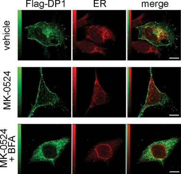 Anti-Mouse IgG (whole molecule)&#8722;Alkaline Phosphatase antibody produced in goat affinity isolated antibody, buffered aqueous glycerol solution