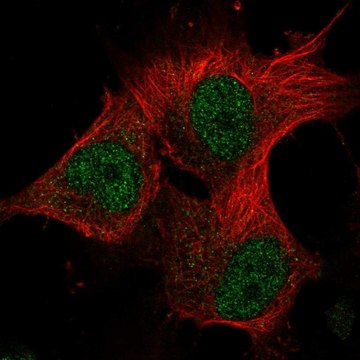 Anti-METTL16 antibody produced in rabbit Prestige Antibodies&#174; Powered by Atlas Antibodies, affinity isolated antibody