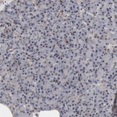 Anti-LAMB1 antibody produced in rabbit Prestige Antibodies&#174; Powered by Atlas Antibodies, affinity isolated antibody, buffered aqueous glycerol solution
