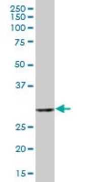 Anti-TBCB antibody produced in mouse IgG fraction of antiserum, buffered aqueous solution