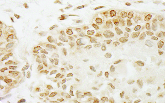 Rabbit anti-PPP5C Antibody, Affinity Purified Powered by Bethyl Laboratories, Inc.