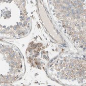 Anti-FNDC3A antibody produced in rabbit Ab1, Prestige Antibodies&#174; Powered by Atlas Antibodies, affinity isolated antibody, buffered aqueous glycerol solution