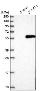 Anti-DTNBP1 antibody produced in rabbit Prestige Antibodies&#174; Powered by Atlas Antibodies, affinity isolated antibody, buffered aqueous glycerol solution, ab2