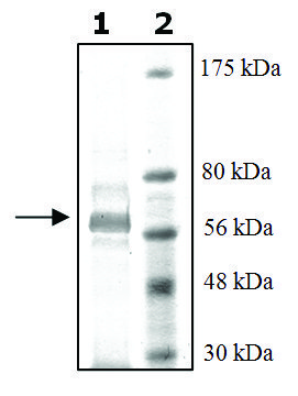 PDE7A active rat recombinant, expressed in baculovirus infected Sf9 cells, &#8805;30% (SDS-PAGE)