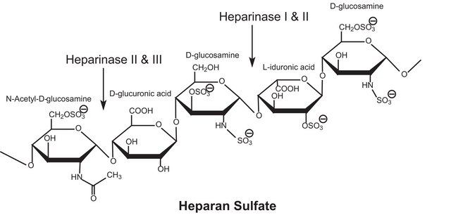 Heparinase I from Flavobacterium heparinum Lyophilized powder stabilized with approx. 25% bovine serum albumin, &#8805;200&#160;units/mg protein (enzyme + BSA)