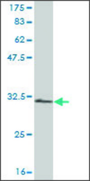 Monoclonal Anti-RPS28 antibody produced in mouse clone 2F9, purified immunoglobulin, buffered aqueous solution