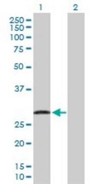 Anti-UBE2J2 antibody produced in rabbit purified immunoglobulin, buffered aqueous solution