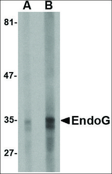 Monoclonal Anti-EndoG antibody produced in mouse clone 7G1G10, purified immunoglobulin, buffered aqueous solution