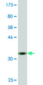 Monoclonal Anti-MAG antibody produced in mouse clone 3C7, purified immunoglobulin, buffered aqueous solution