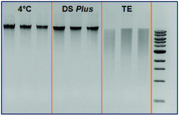 DNAstable&#174; Plus 2 ml, for room temp preservation of DNA