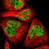 Anti-MYEF2 antibody produced in rabbit Prestige Antibodies&#174; Powered by Atlas Antibodies, affinity isolated antibody, buffered aqueous glycerol solution