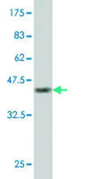 Monoclonal Anti-POLS antibody produced in mouse clone 2F8, purified immunoglobulin, buffered aqueous solution