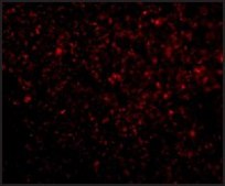 Anti-TREX1 antibody produced in rabbit affinity isolated antibody, buffered aqueous solution