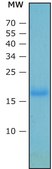Tumor Necrosis Factor-&#945; human Xeno-free, recombinant, expressed in HEK 293 cells, suitable for cell culture
